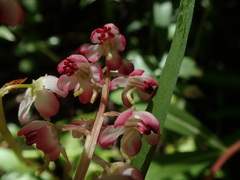Pyrola asarifolia