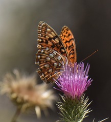 Speyeria coronis carolae