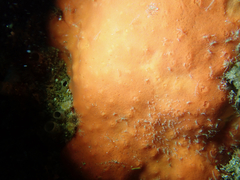 Dragmacidon mexicanum