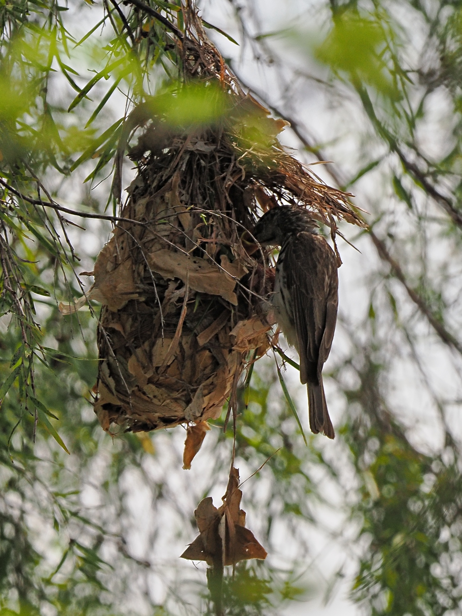Bar-breasted Honeyeater (Ramsayornis fasciatus), photo 6