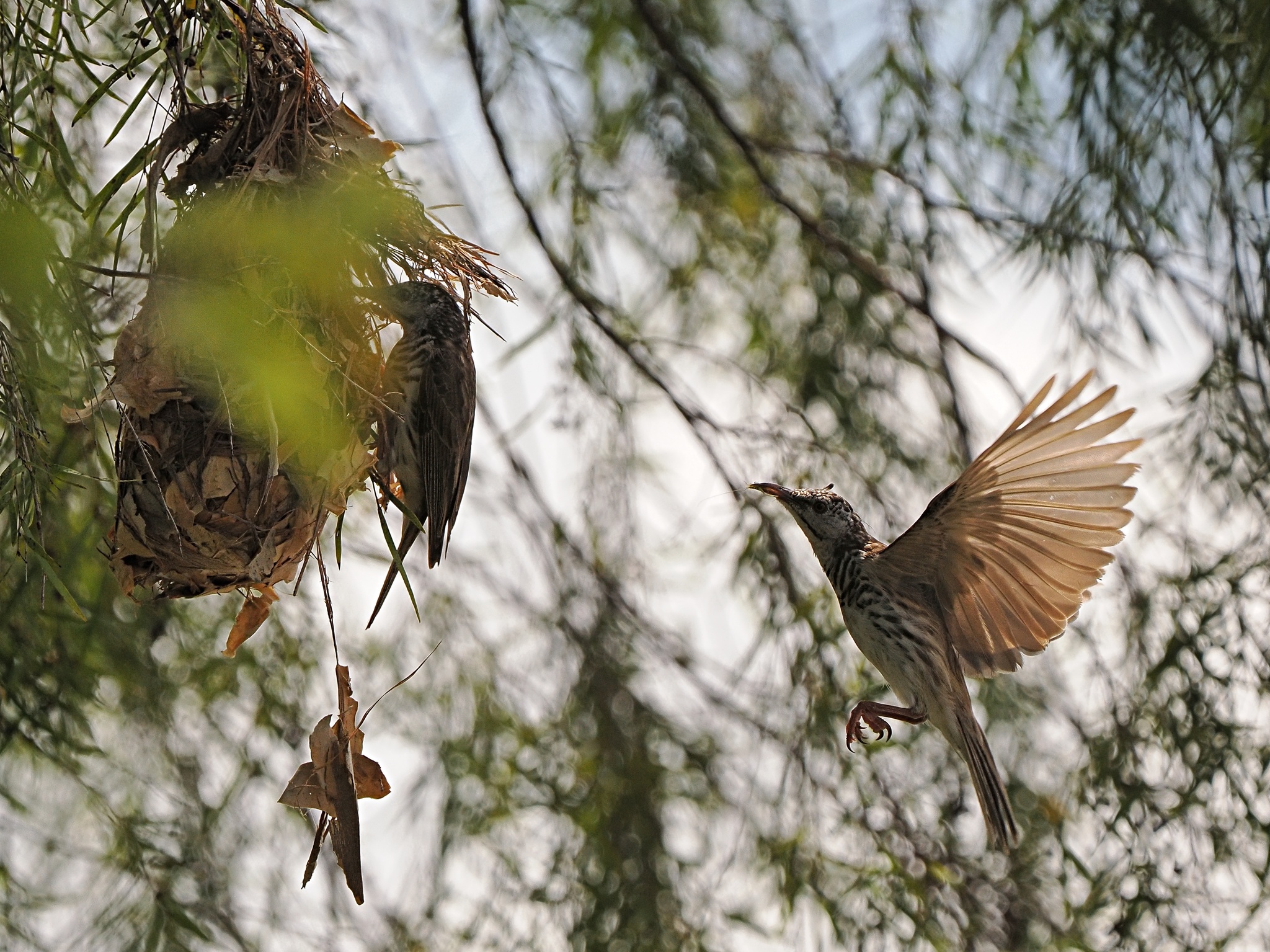 Bar-breasted Honeyeater (Ramsayornis fasciatus), photo 7