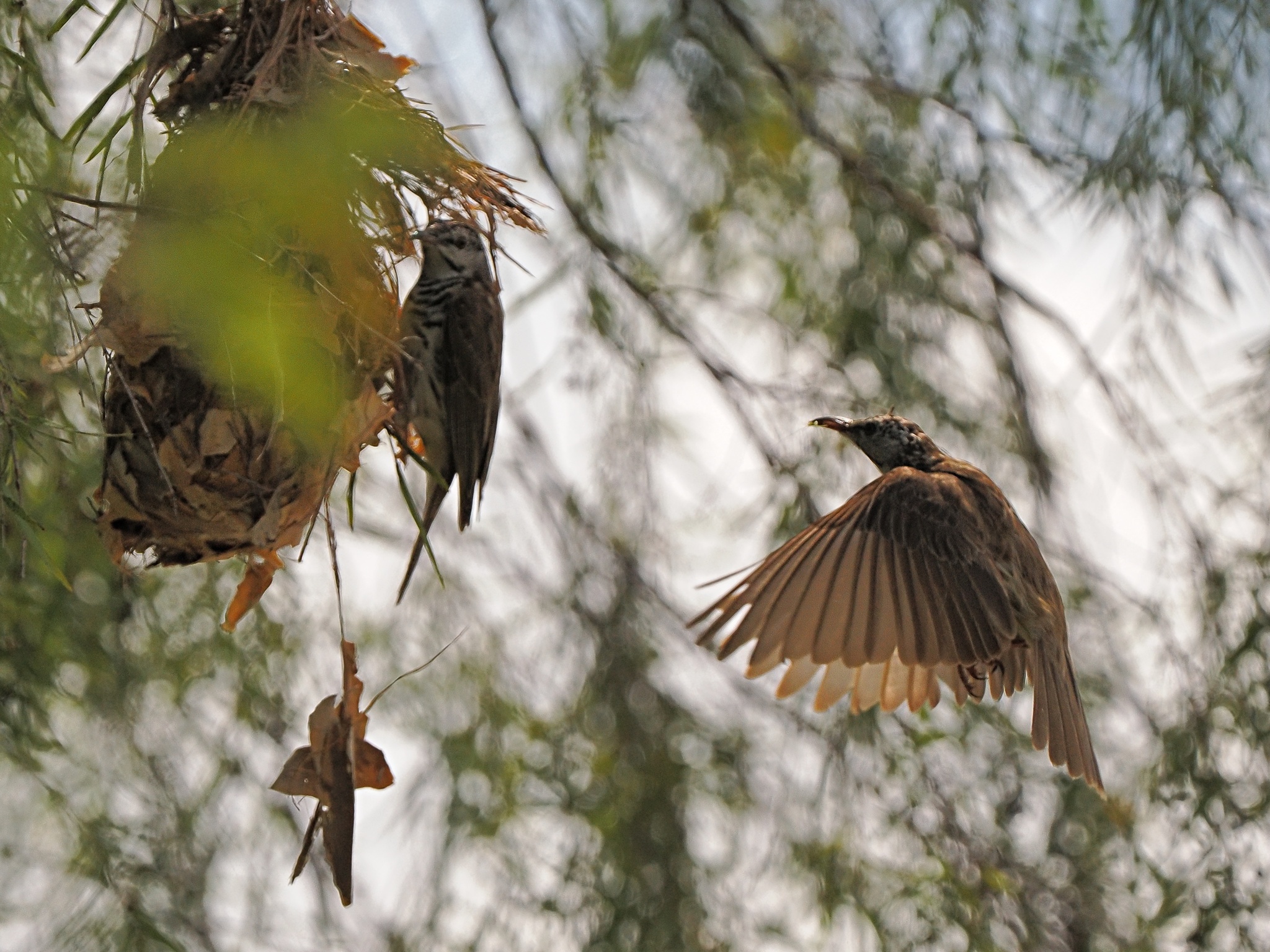 Bar-breasted Honeyeater (Ramsayornis fasciatus), photo 8