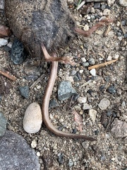 Sorex arcticus