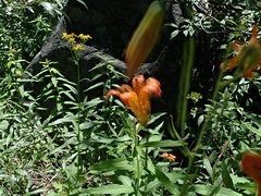 Lilium parvum