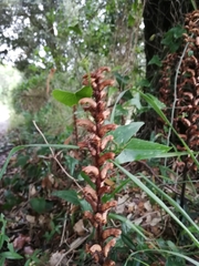 Orobanche hederae