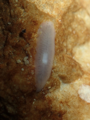 Dendrocoelidae