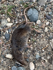 Sorex arcticus