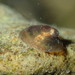 River Limpet - Photo (c) Julien Renoult, some rights reserved (CC BY), uploaded by Julien Renoult