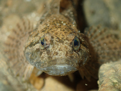 Cottus gobio