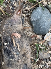 Sorex arcticus