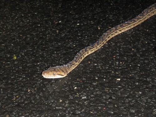 Australian Scrub Python sighting