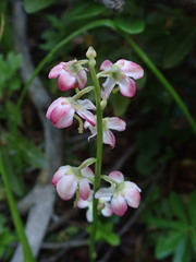 Pyrola asarifolia