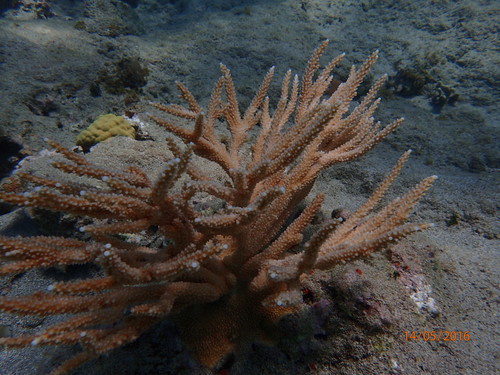 Staghorn Coral