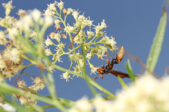 Polistes comanchus comanchus