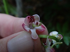 Pyrola asarifolia