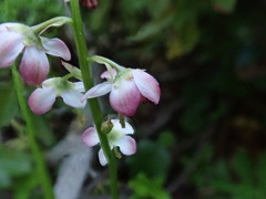 Pyrola asarifolia