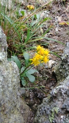 Solidago leiocarpa