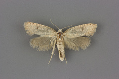 Acrolophus pyramellus