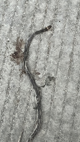 Peten Centipede Snake