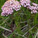 Pink Rose Yarrow - Photo (c) Franco Folini, some rights reserved (CC BY)