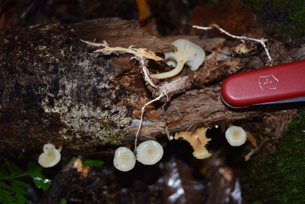 Rhizocybe albida · April 2025 · photo: © davidwhyte (iNaturalist, cc-by-sa)