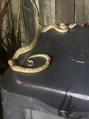 Coastal Carpet Python sighting