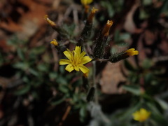 Pilosella horrida
