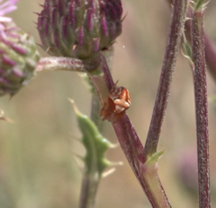 Araneus sturmi
