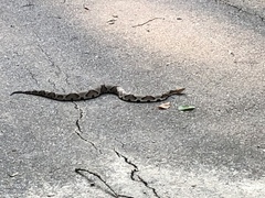 Agkistrodon contortrix