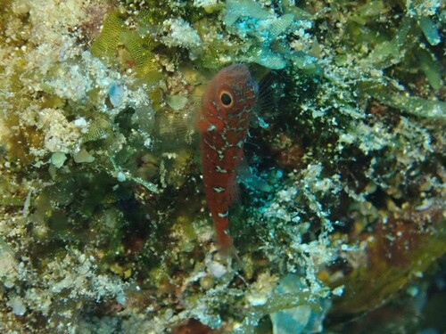 Redspotted pygmygoby (Trimma caesiura) — Gobiidae — 5