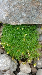 Mononeuria groenlandica