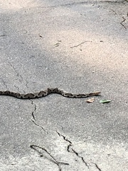 Agkistrodon contortrix