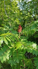 Rhus × borealis