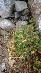 Mononeuria groenlandica