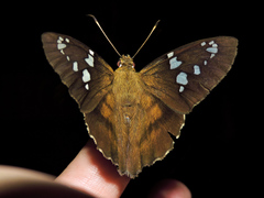 Nascus phocus