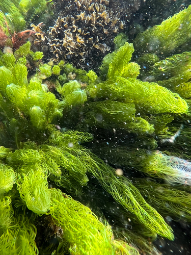 Caulerpa longifolia observed 2025-03-25