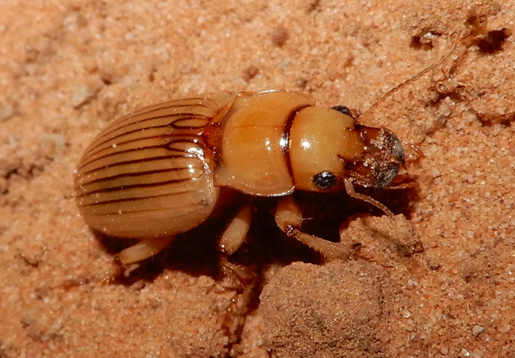 Homely Geopinus