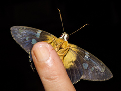 Nascus phocus