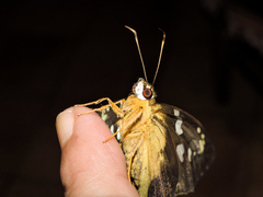 Nascus phocus