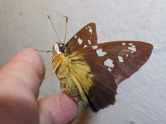 Nascus phocus