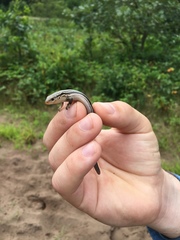 Plestiodon septentrionalis