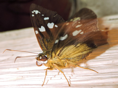 Nascus phocus