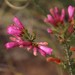 Constantia Winered Hybrid Heath - Photo (c) Tony Rebelo, some rights reserved (CC BY-SA), uploaded by Tony Rebelo