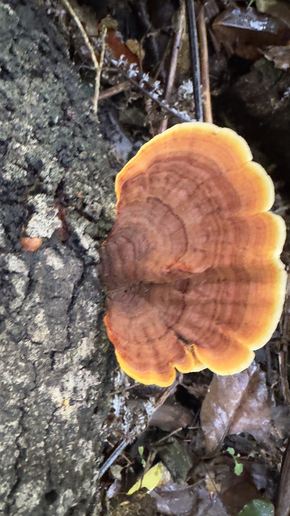 Stereum ostrea · April 2025 · photo: © outinthefield (iNaturalist, cc-by)