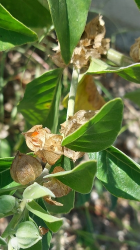 Ashwagandha
