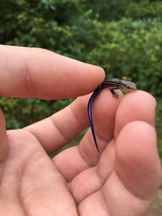 Plestiodon septentrionalis