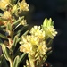 Clutia polifolia - Photo (c) Dave U,  זכויות יוצרים חלקיות (CC BY), הועלה על ידי Dave U