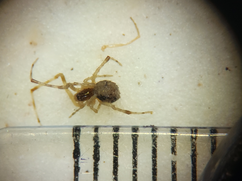 Theridion gracilipes