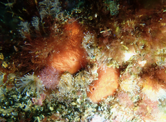 Dragmacidon mexicanum