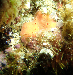 Dragmacidon mexicanum